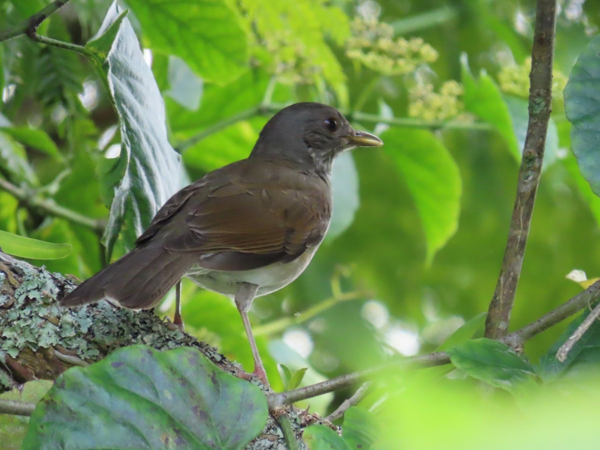 Pale-breasted Thrush - ML643676239