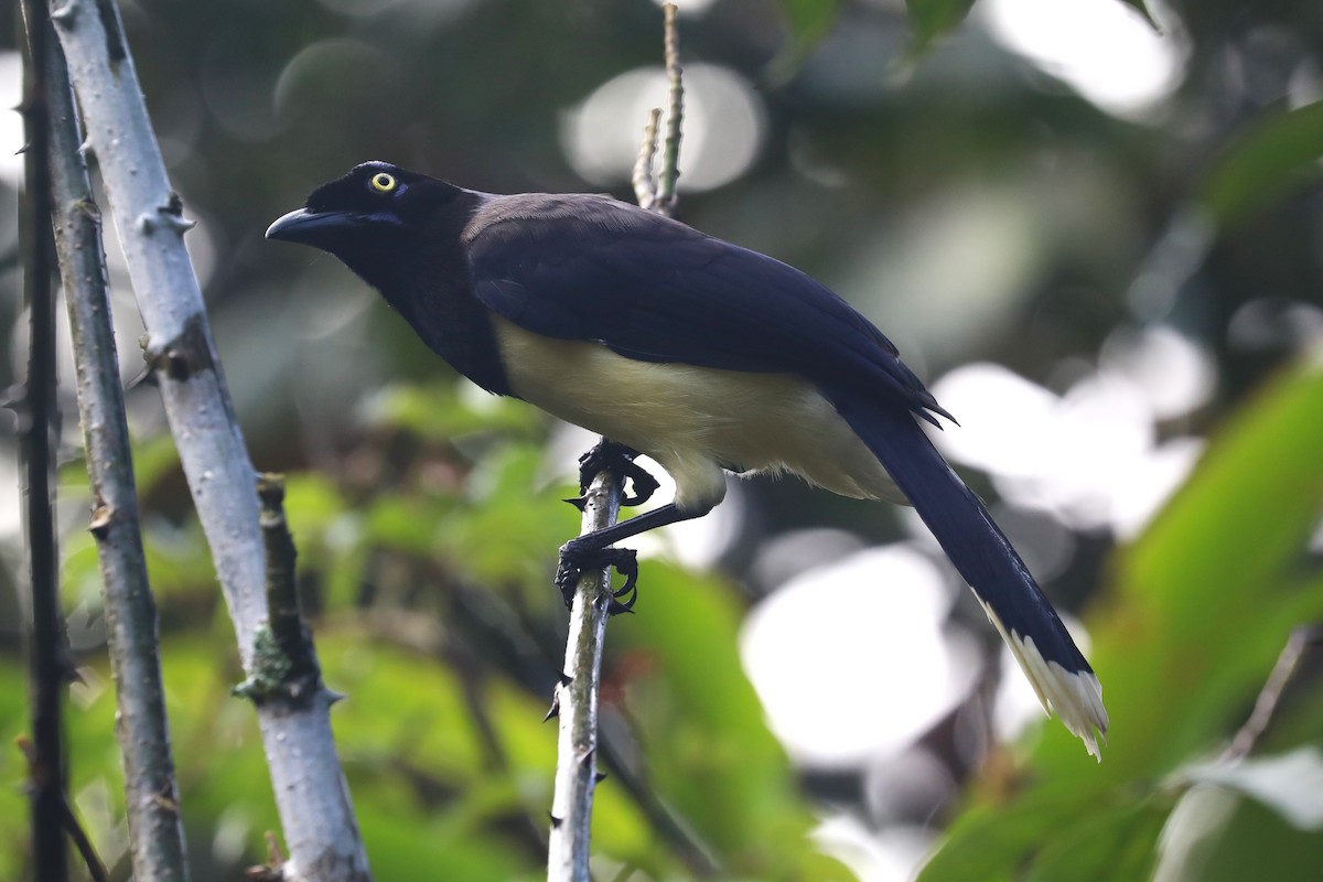 Black-chested Jay - ML643676258