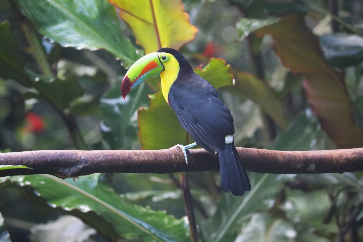 Keel-billed Toucan - ML643676264