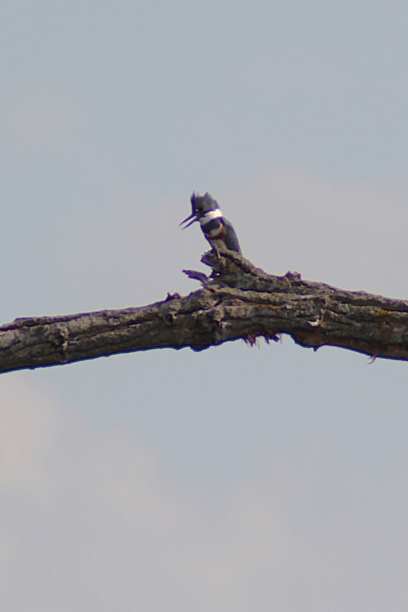 rybařík pruhoprsý - ML643676267