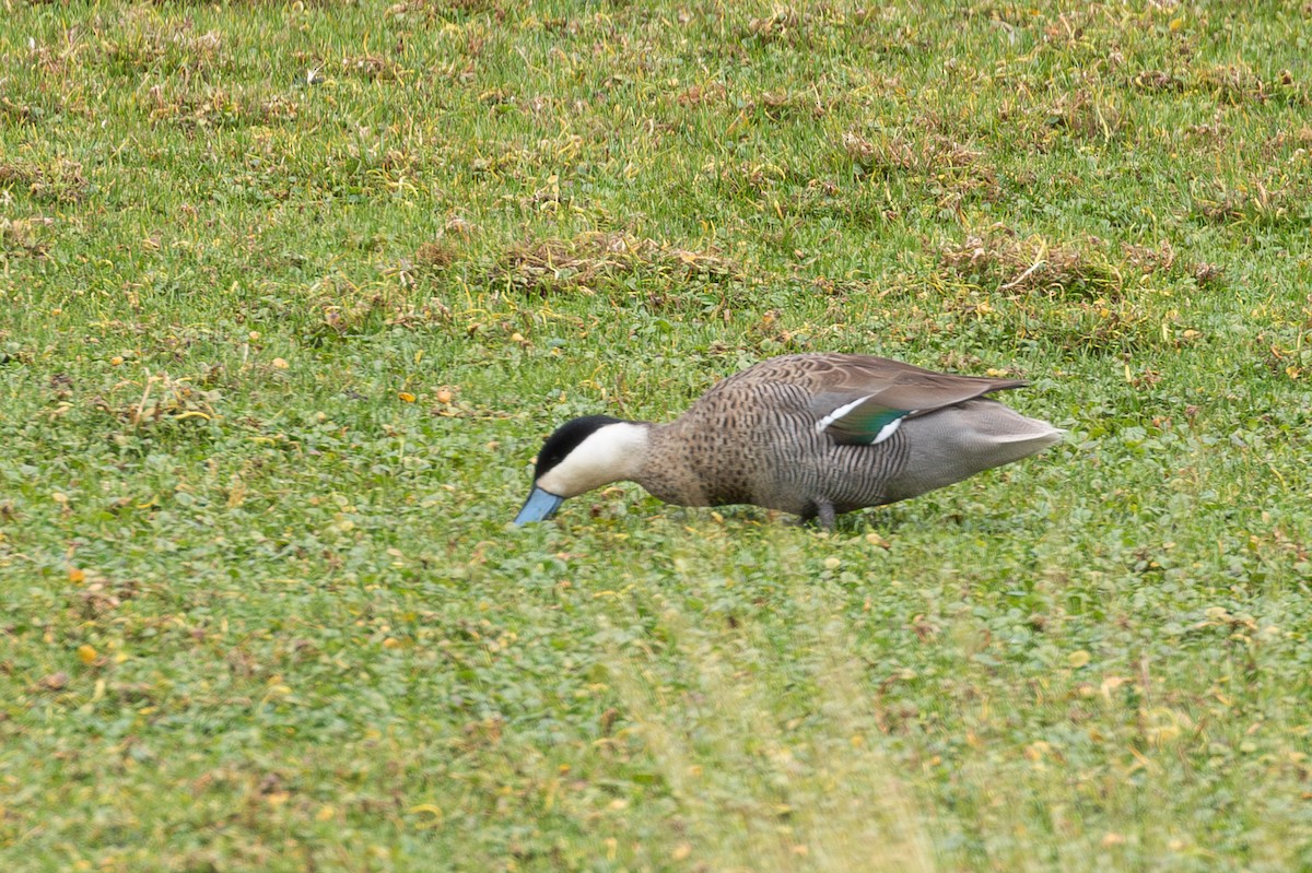 Puna Teal - ML643676272