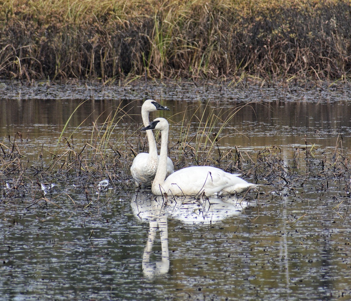 Trumpeter Swan - ML643676275