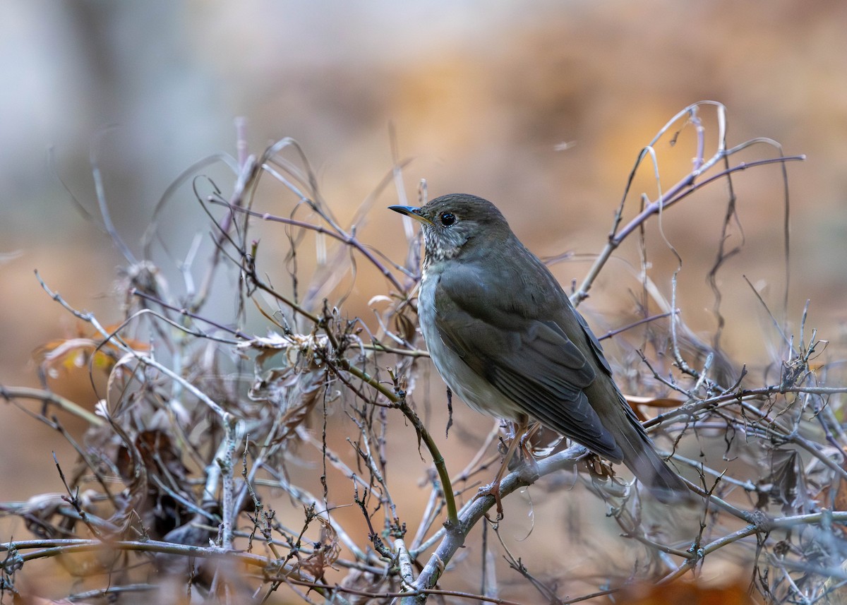 Tordo di Baird - ML643676276