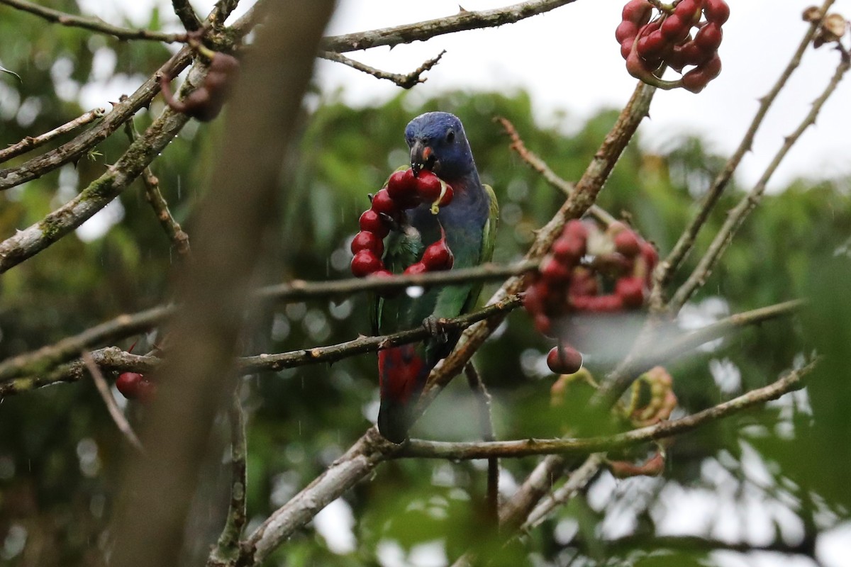 Blue-headed Parrot - ML643676277