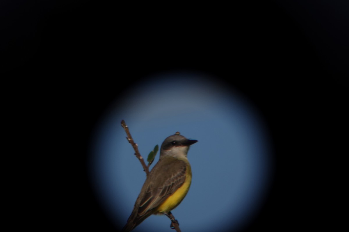 Tropical Kingbird - ML643676291