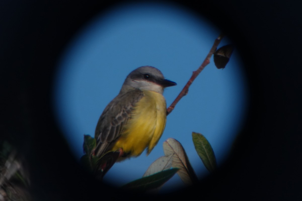 Tropical Kingbird - ML643676292