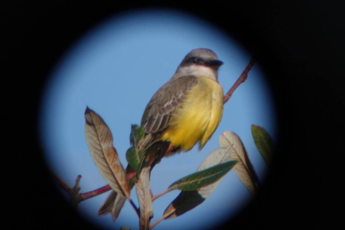 Tropical Kingbird - ML643676293