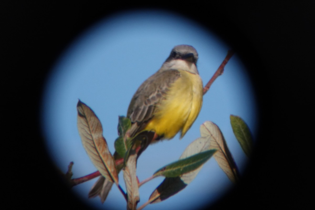 Tropical Kingbird - ML643676294