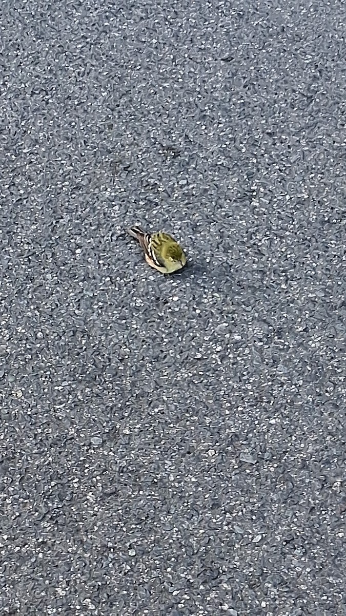 Bay-breasted Warbler - ML643676341