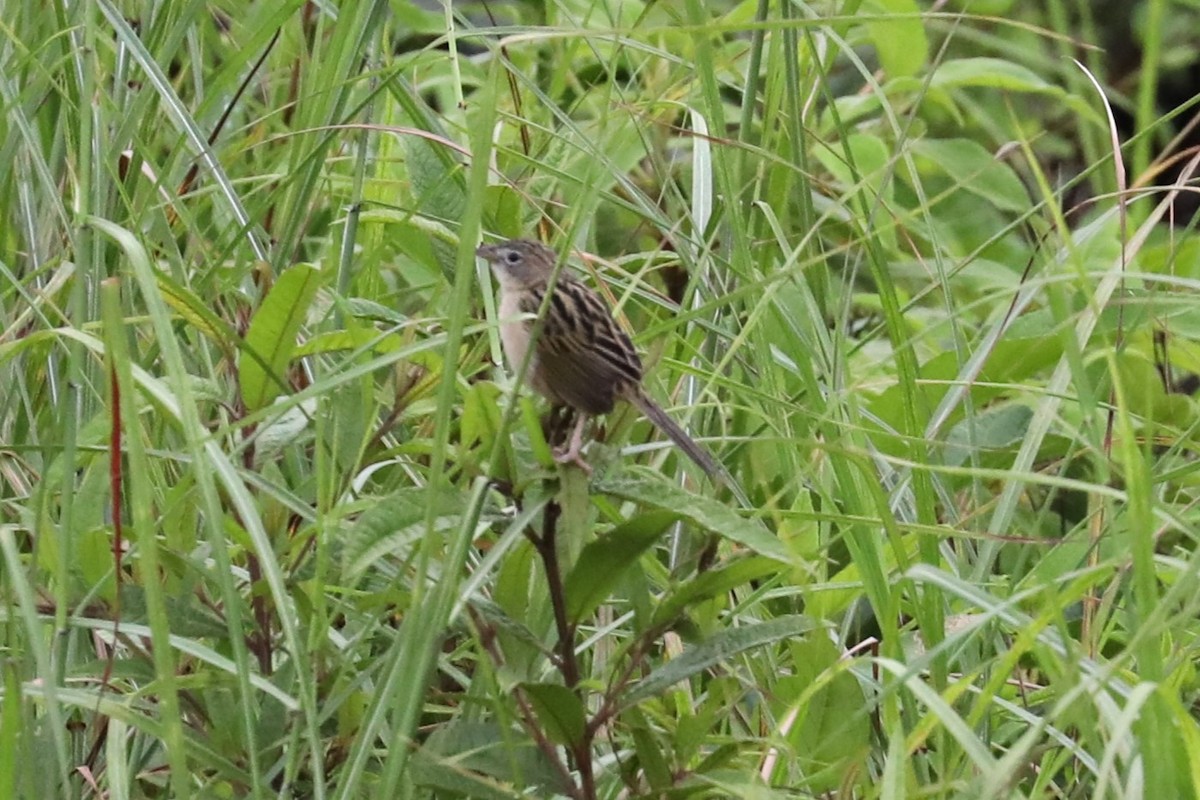 Wedge-tailed Grass-Finch - ML643676344