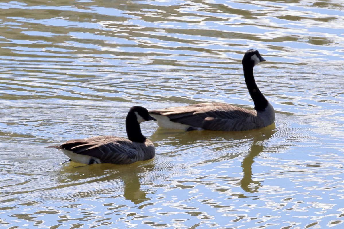 Cackling Goose - ML643676362