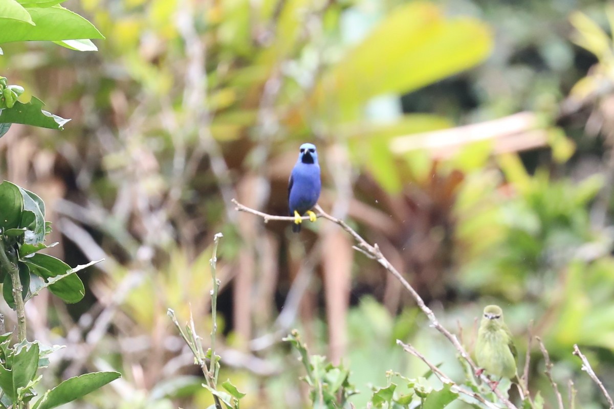 Shining Honeycreeper - ML643676364