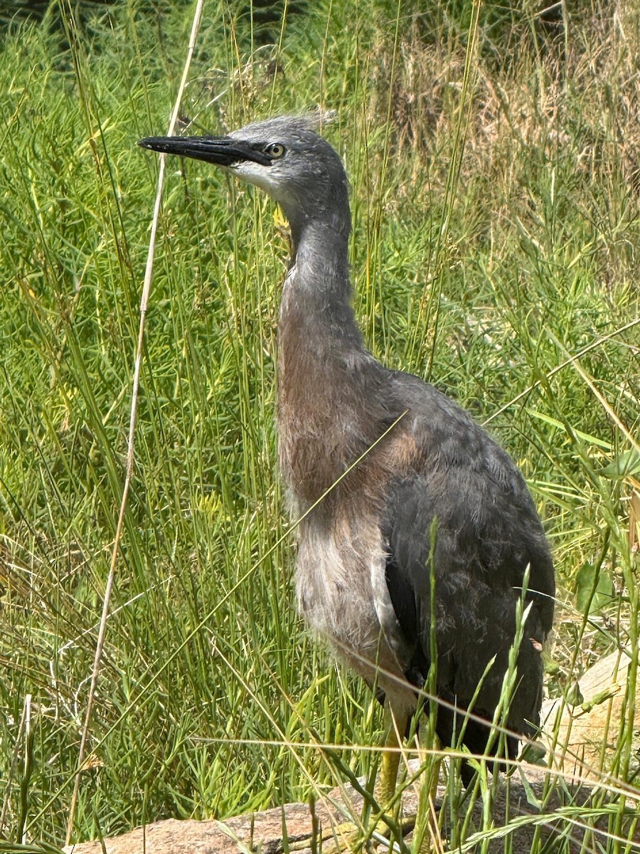 White-faced Heron - ML643676390