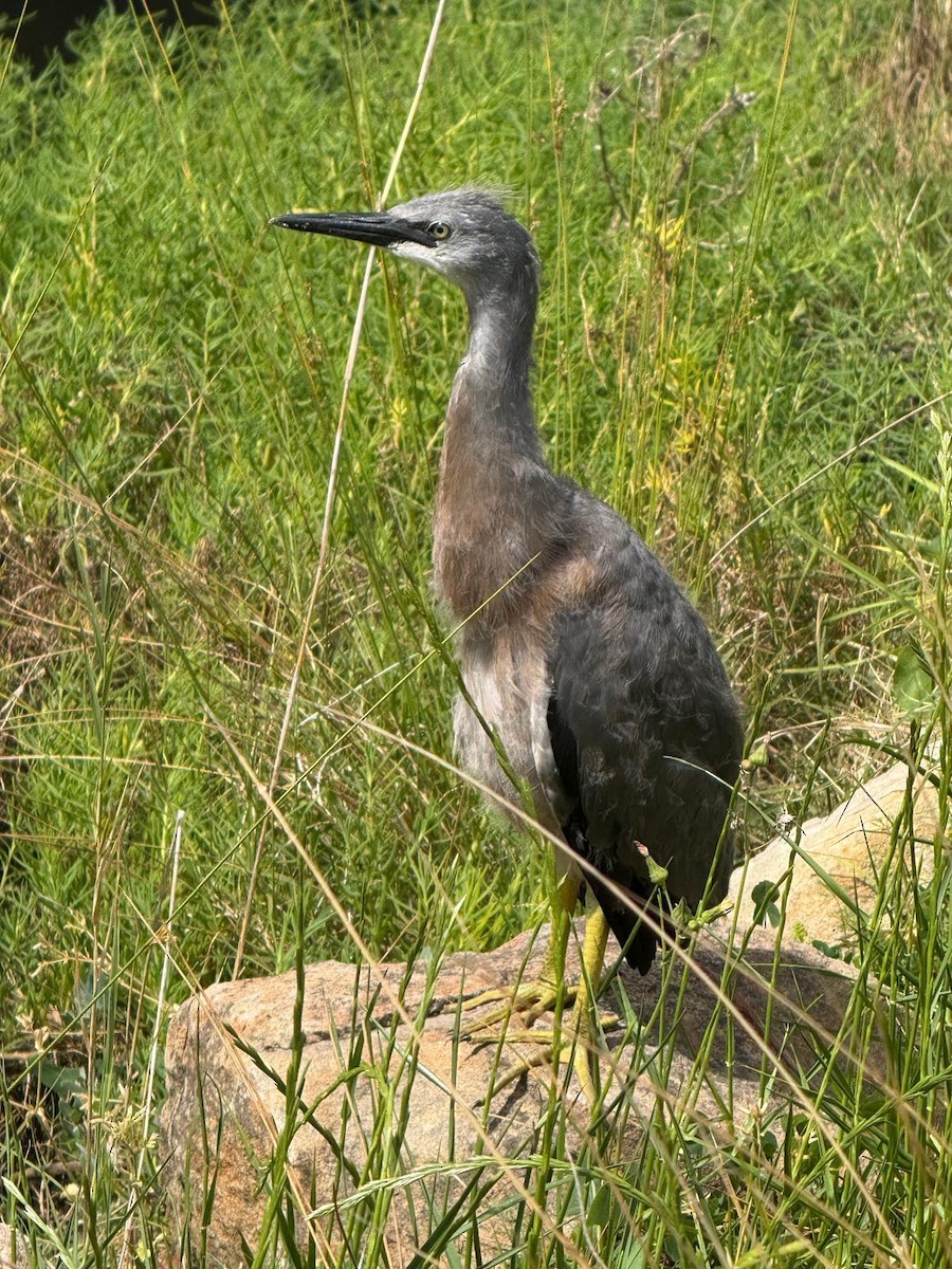 White-faced Heron - ML643676391