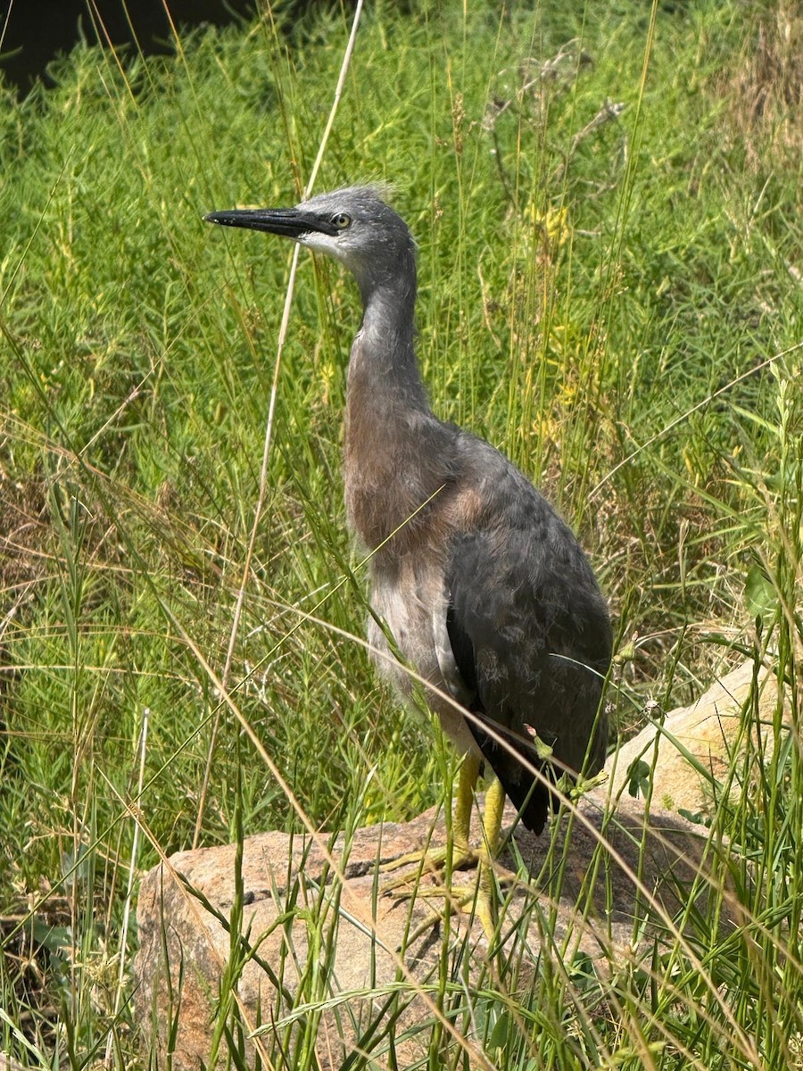 White-faced Heron - ML643676392