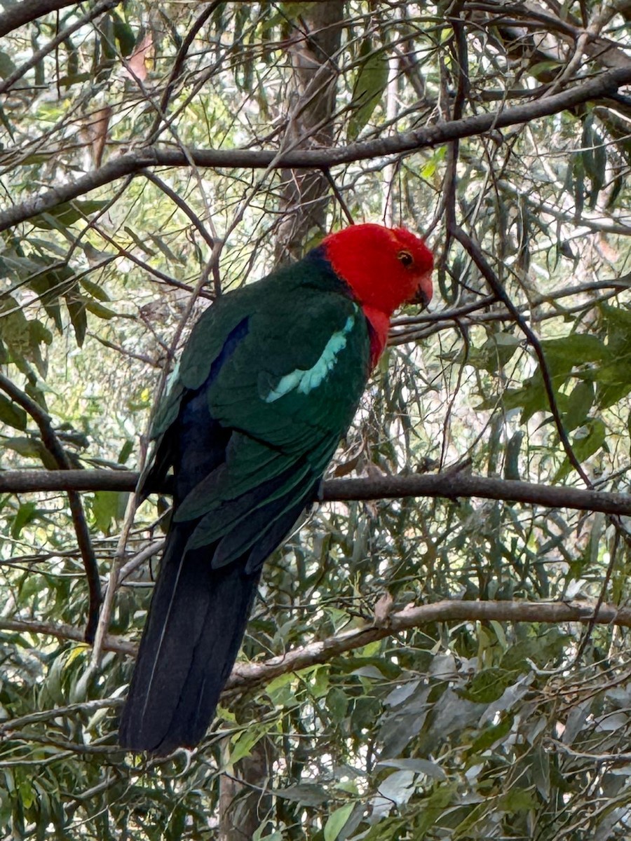Australian King-Parrot - ML643676400