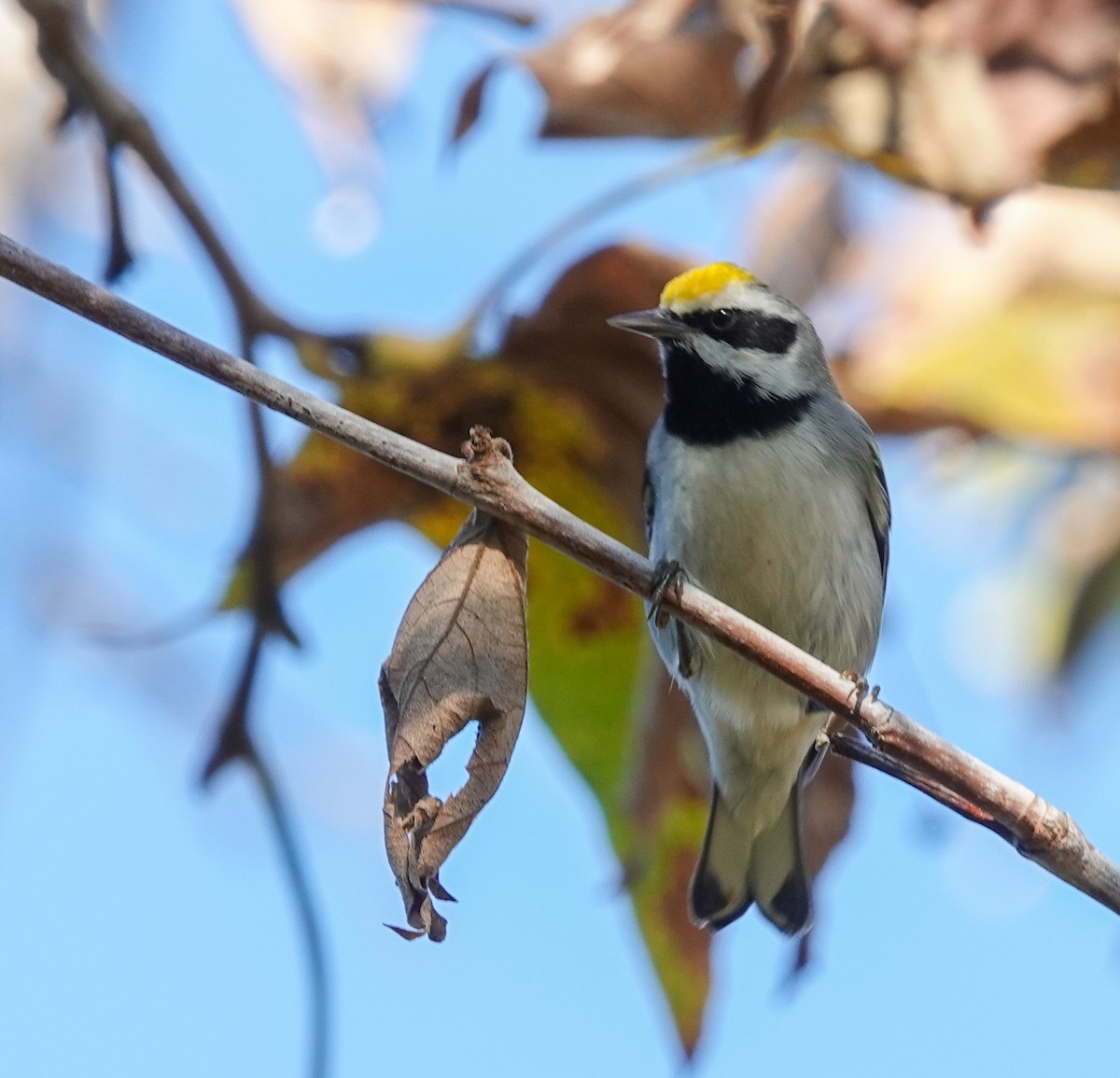 Golden-winged Warbler - ML643676413