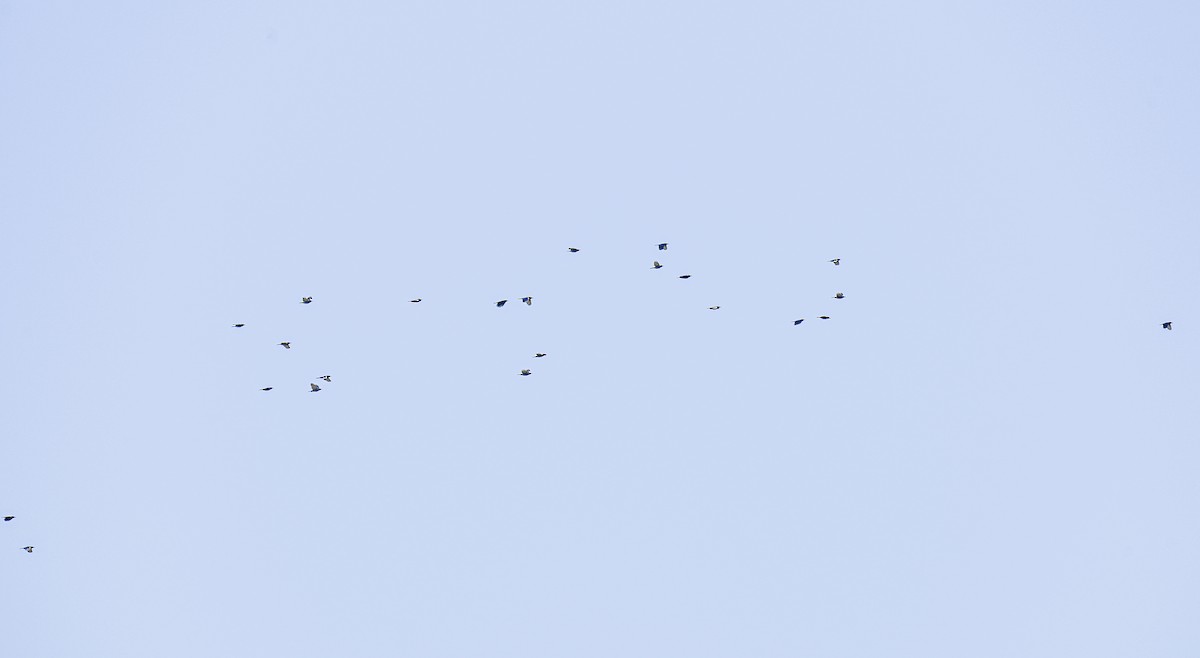 Pinyon Jay - ML643676415