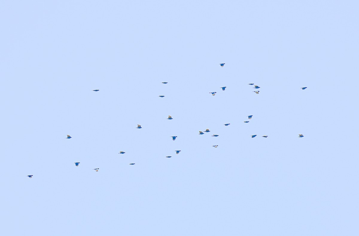 Pinyon Jay - ML643676417