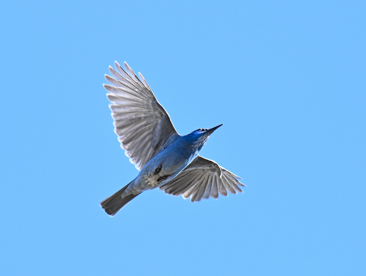 Pinyon Jay - ML643676421