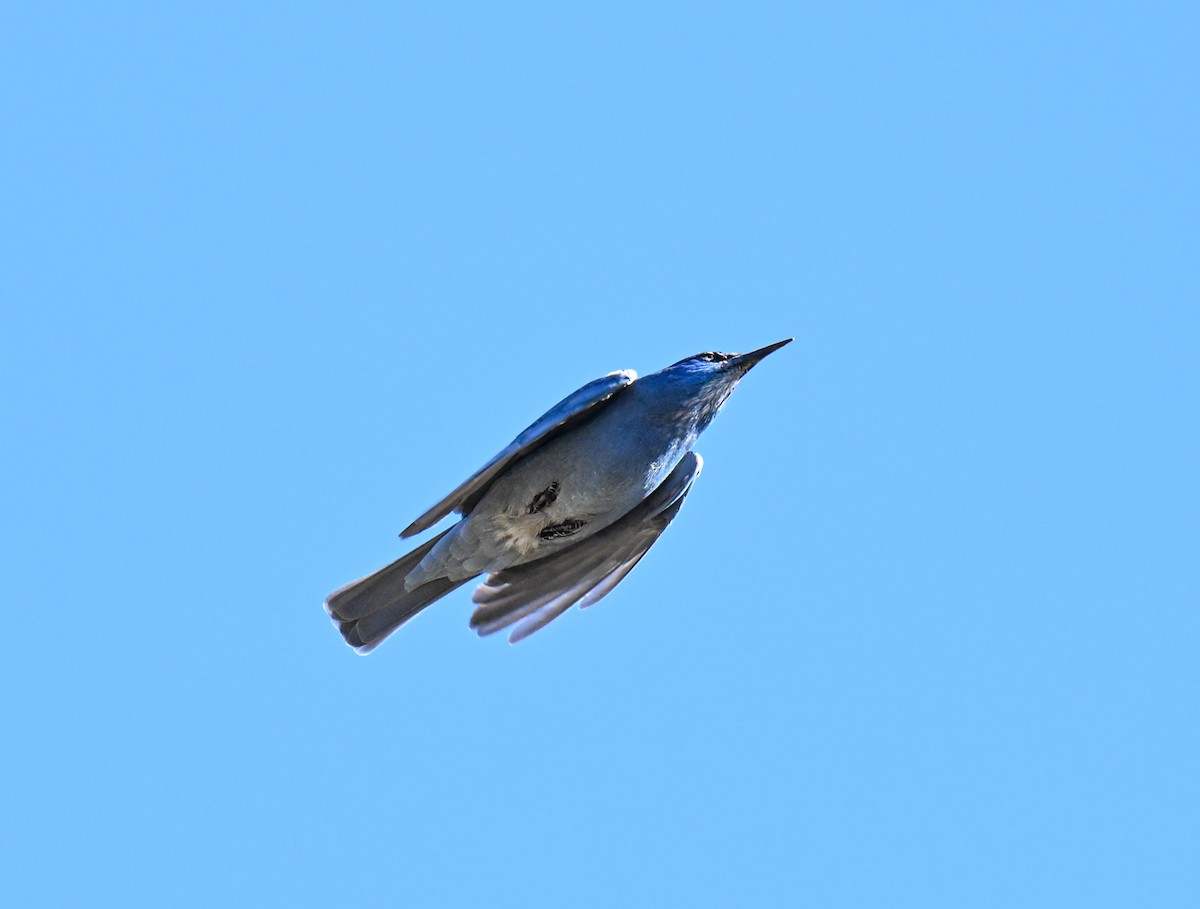 Pinyon Jay - ML643676427