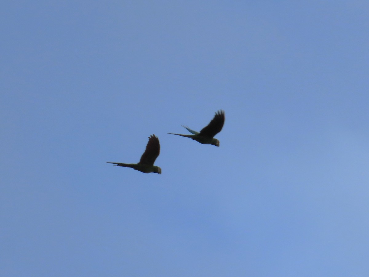 Chestnut-fronted Macaw - ML643676443