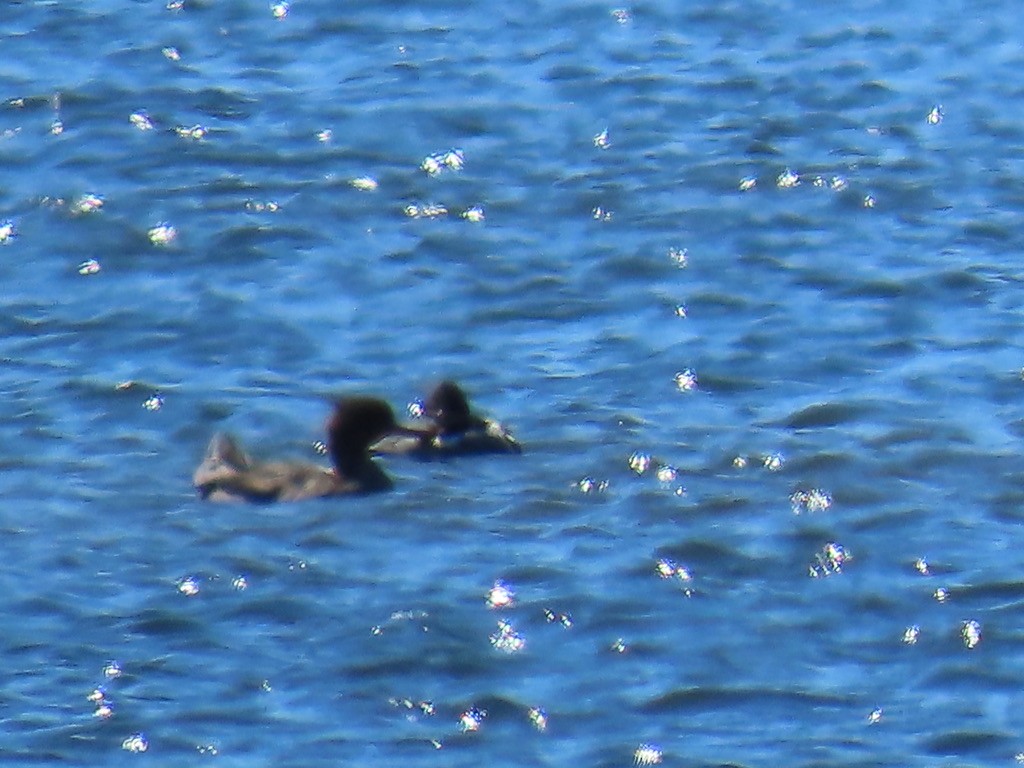Red-breasted Merganser - ML643676494