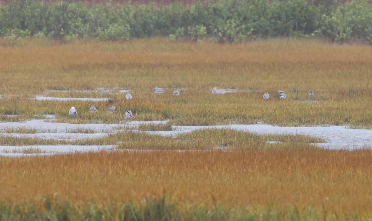 Greater Yellowlegs - ML643676521