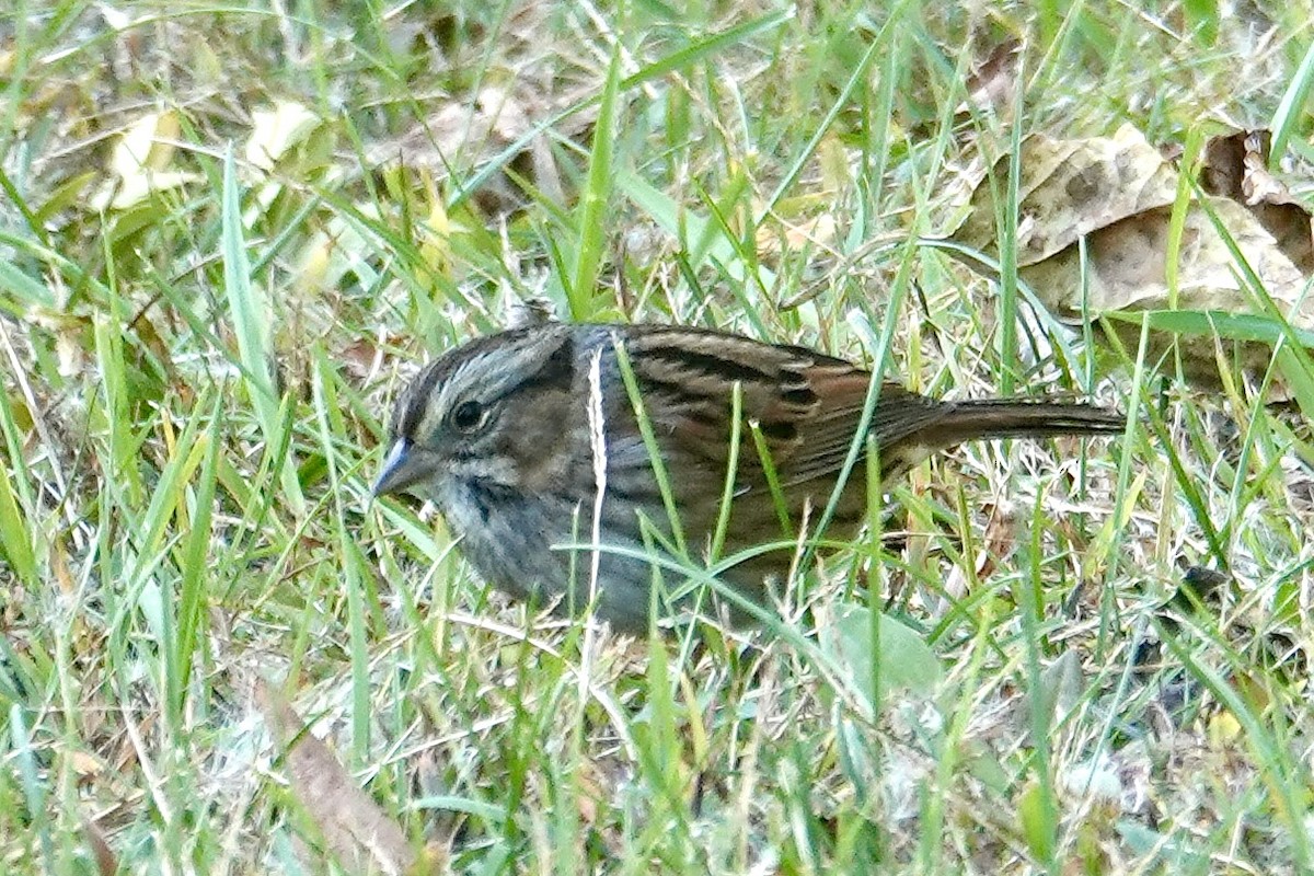Swamp Sparrow - ML643676530