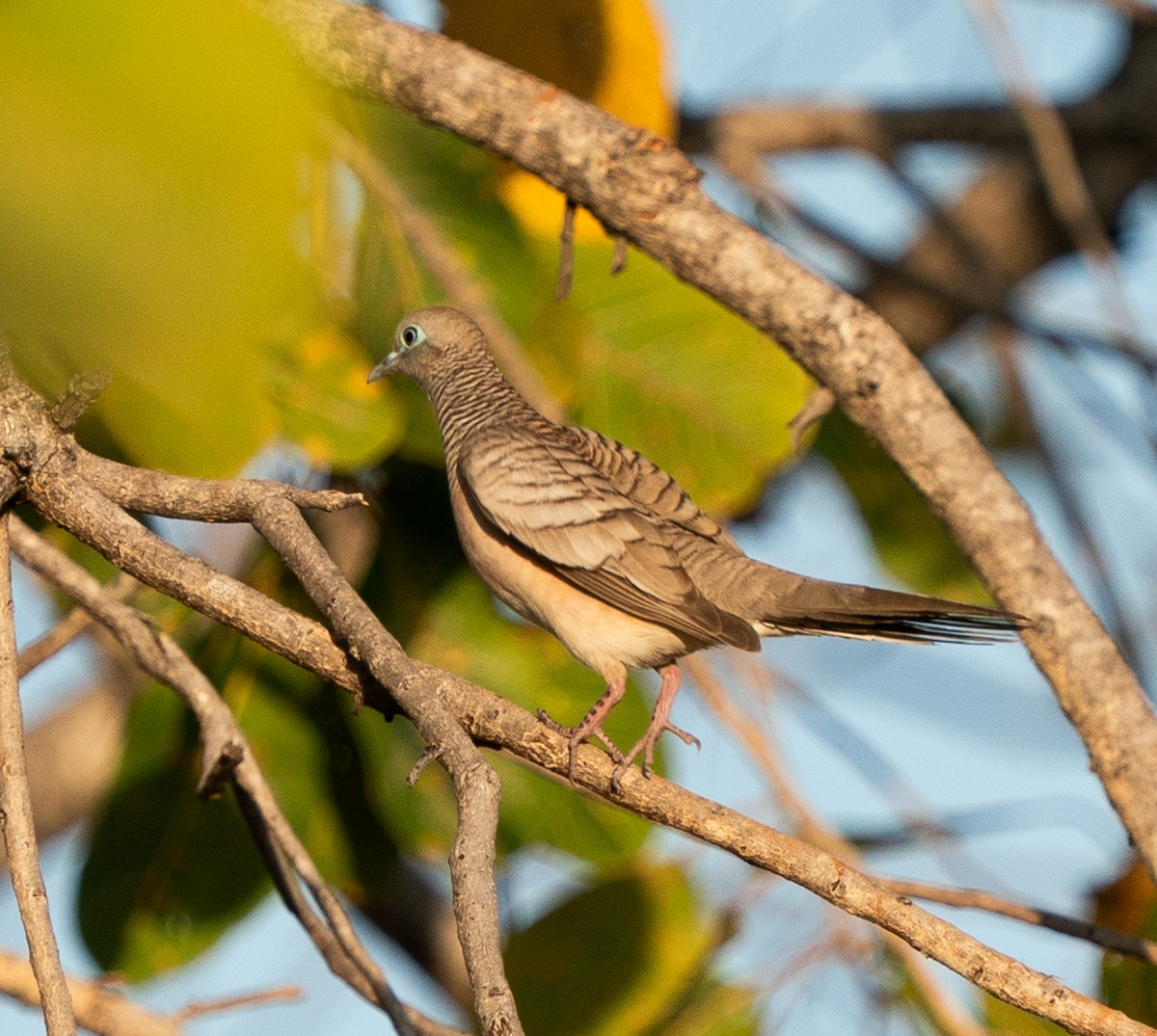 Peaceful Dove - ML643676537