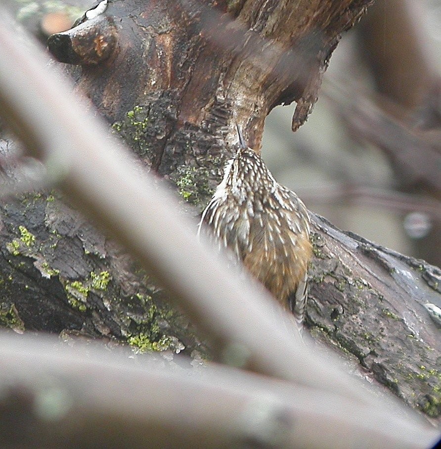 Brown Creeper - ML643676538