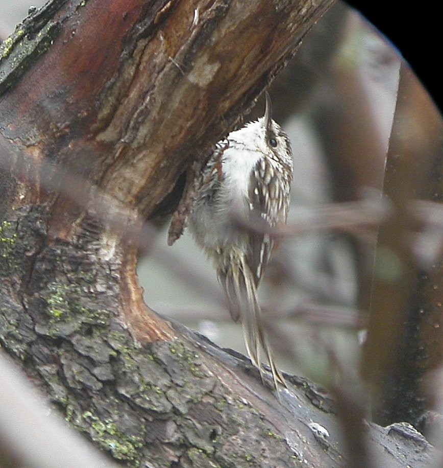 Brown Creeper - ML643676539