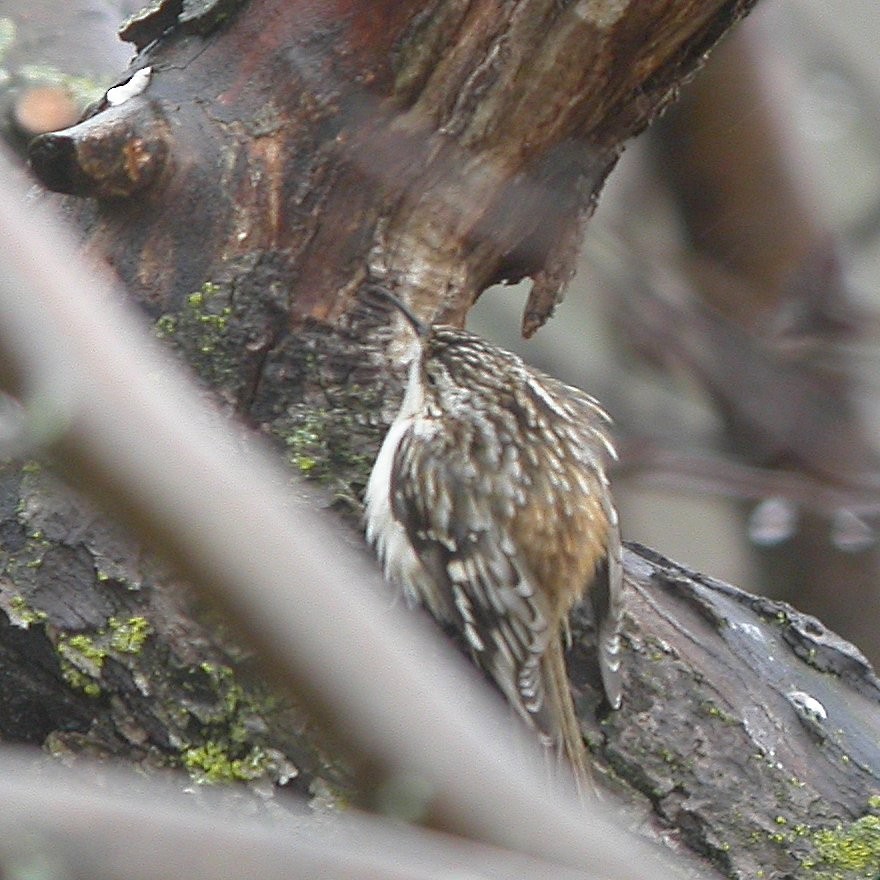 Brown Creeper - ML643676540