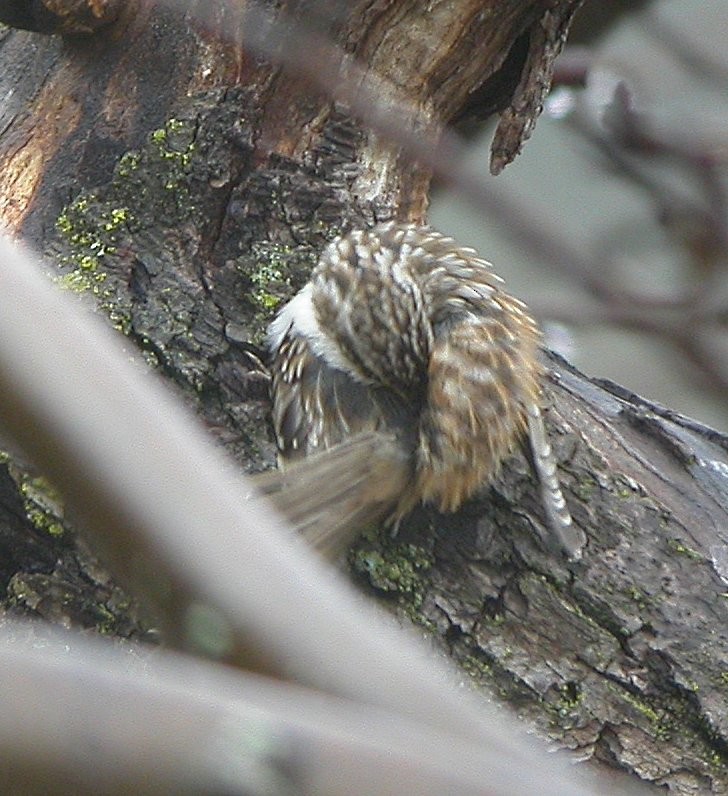 Brown Creeper - ML643676541
