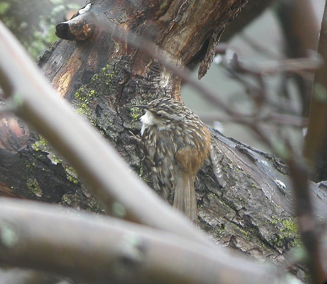 Brown Creeper - ML643676542