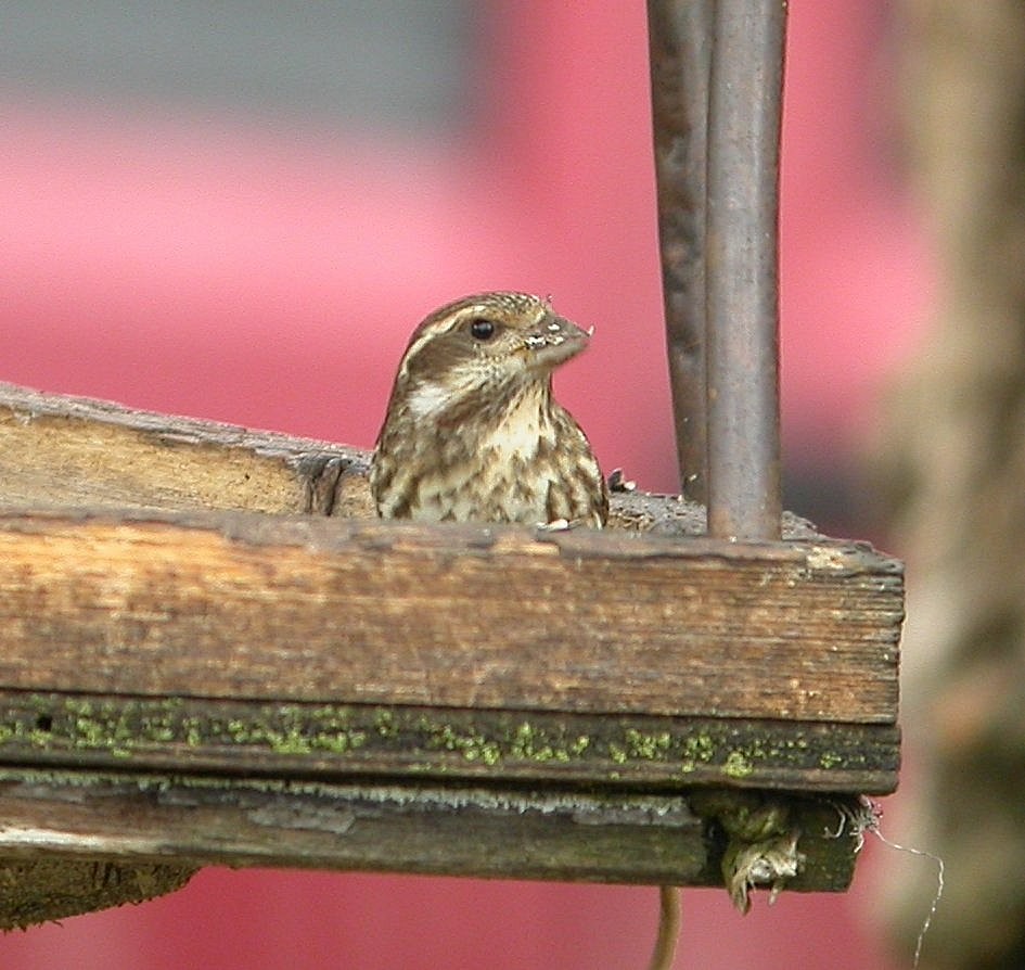 Purple Finch - ML643676546