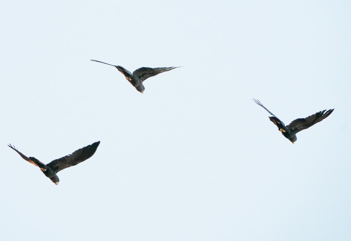 Red-tailed Black-Cockatoo - ML643676551