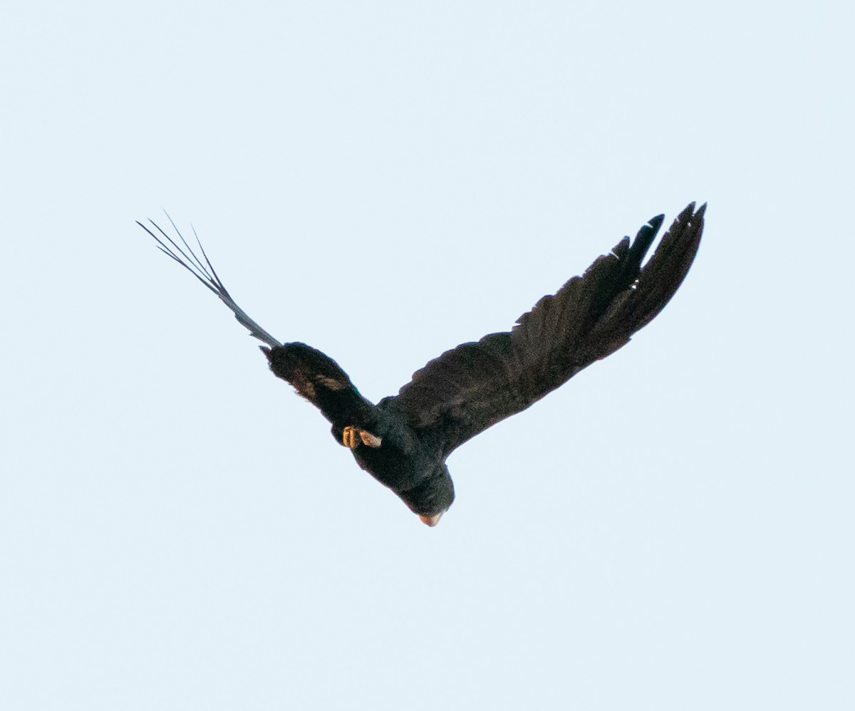Red-tailed Black-Cockatoo - ML643676552