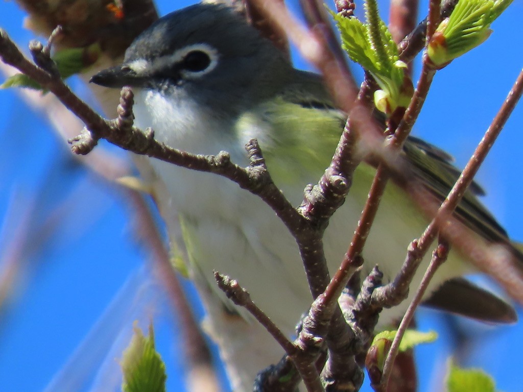 Blue-headed Vireo - ML643676566