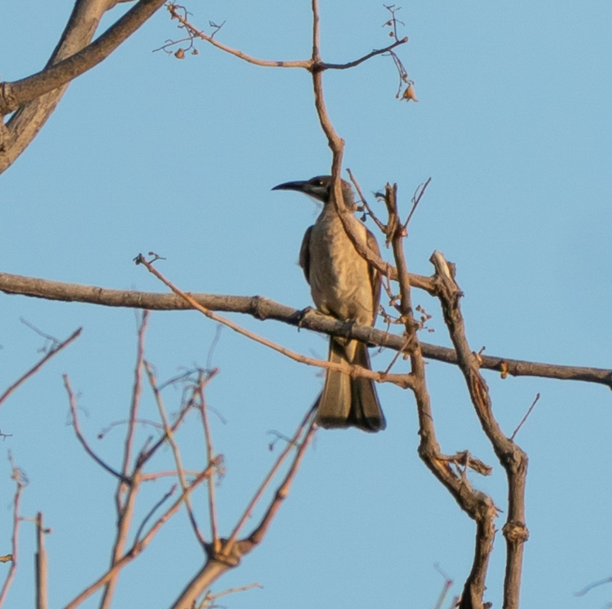 Little Friarbird - ML643676570
