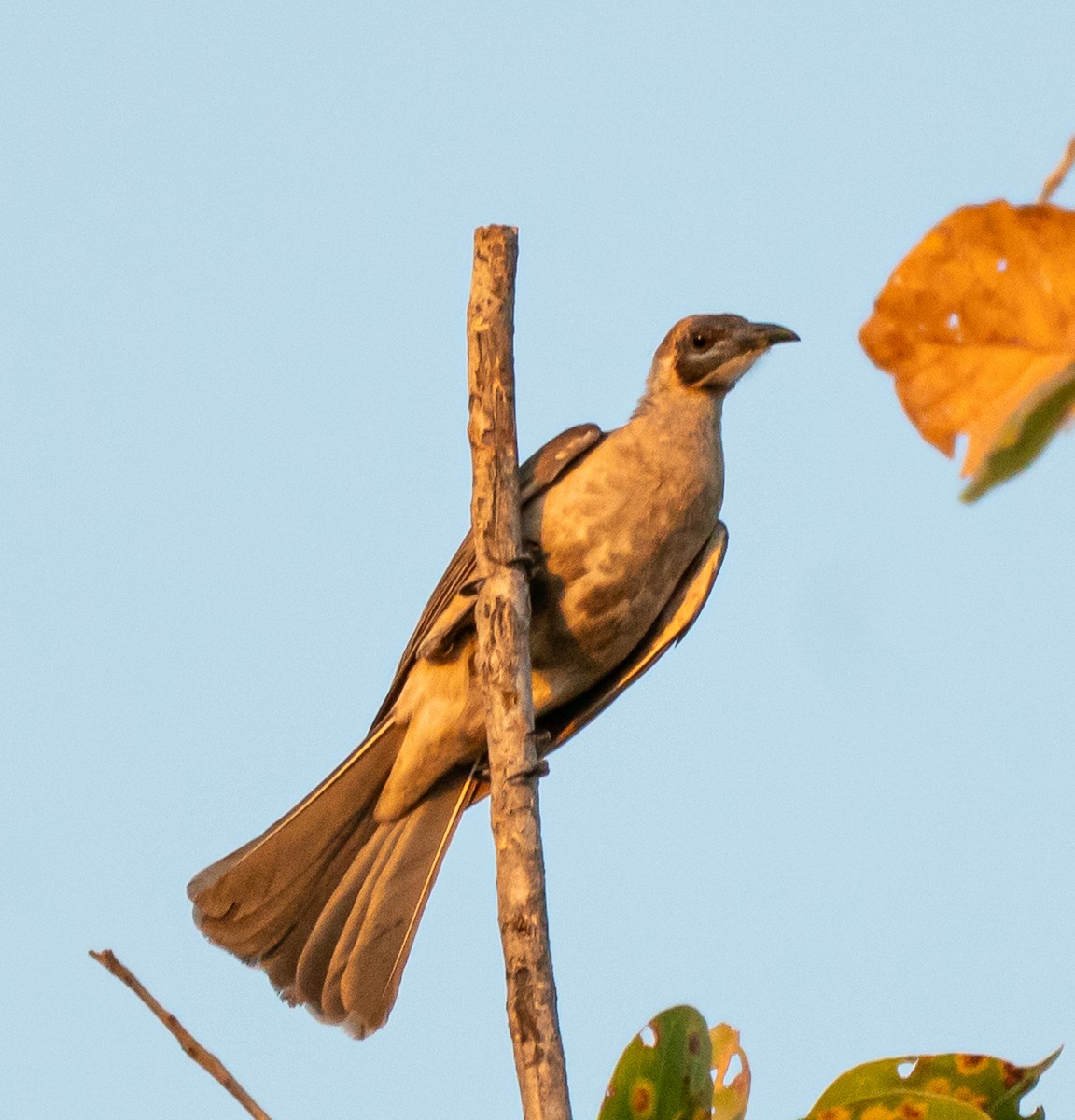 Little Friarbird - ML643676571