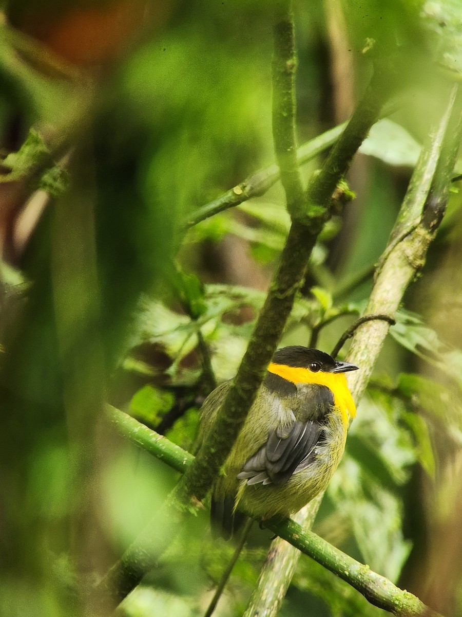 Golden-collared Manakin - ML643676577