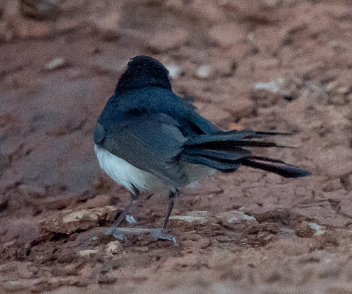 Willie-wagtail - ML643676597