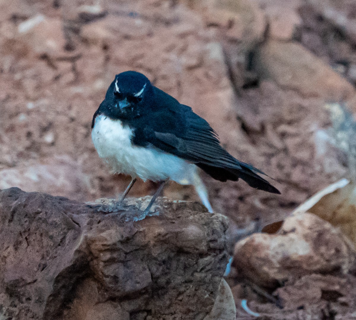 Willie-wagtail - ML643676598