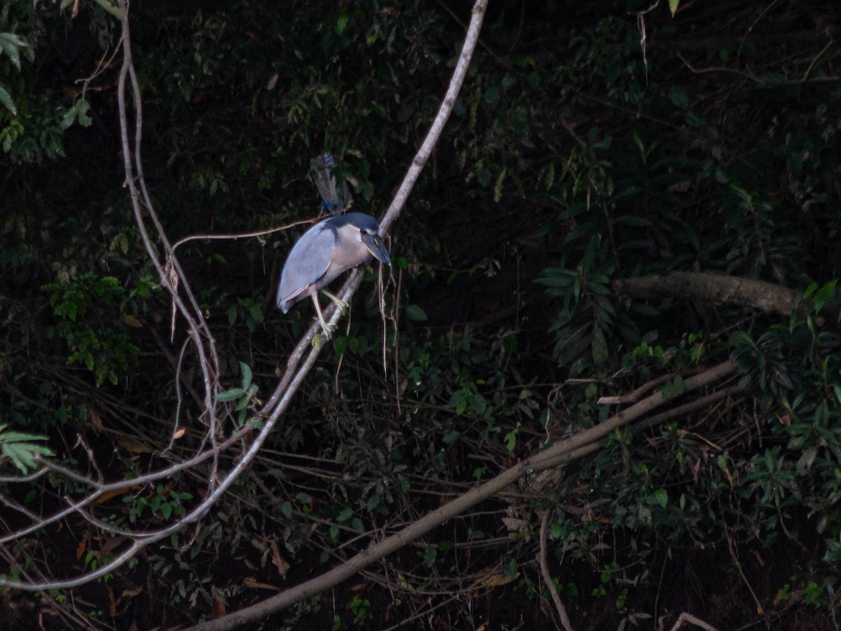 Boat-billed Heron - ML643676618