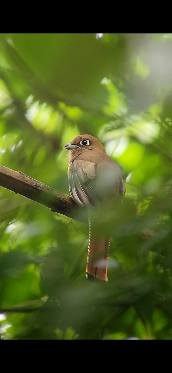 Northern Black-throated Trogon - ML643676651