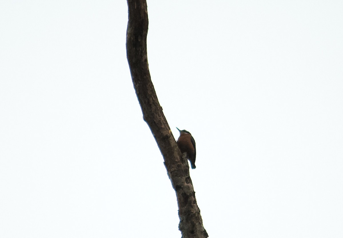 Chestnut-bellied Nuthatch - ML643676656