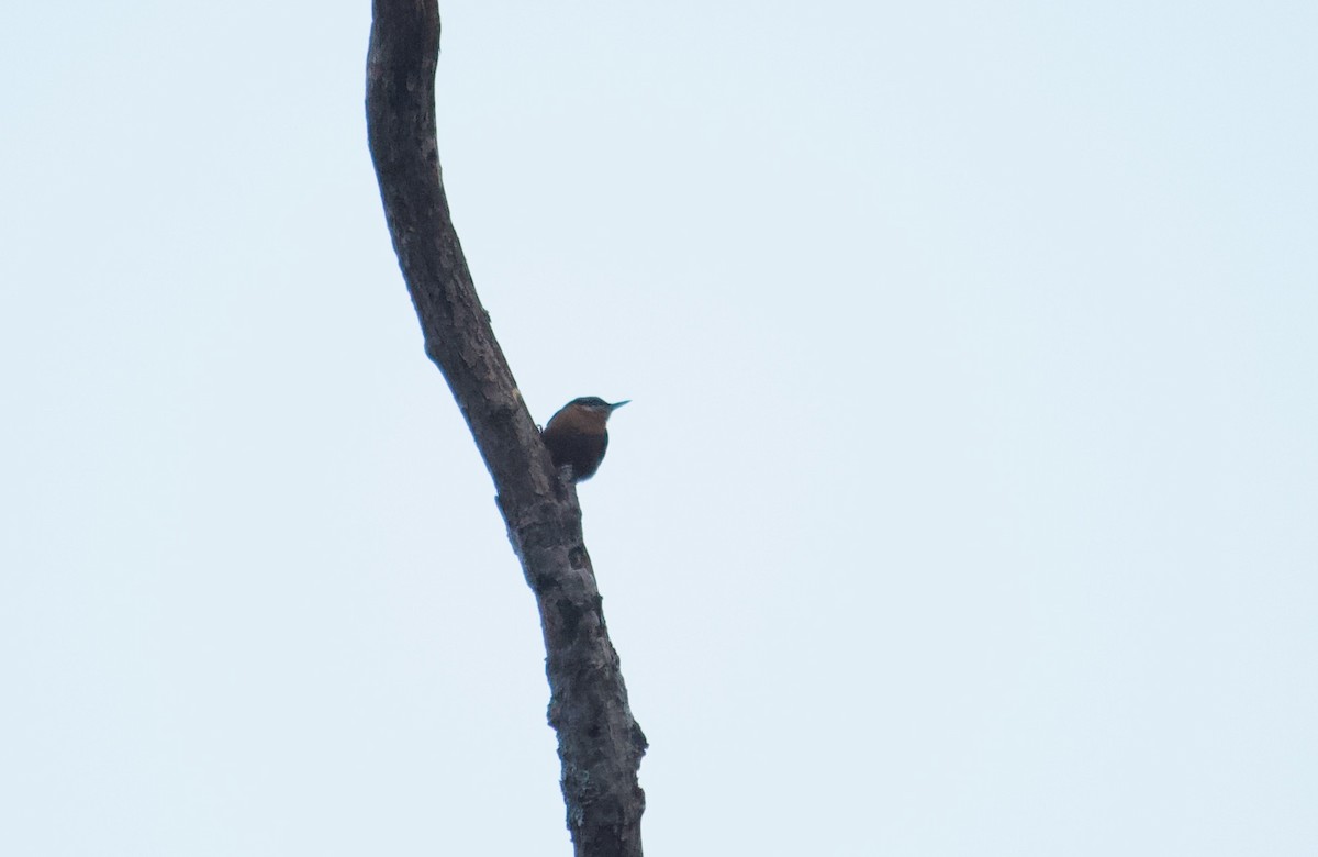 Chestnut-bellied Nuthatch - ML643676657