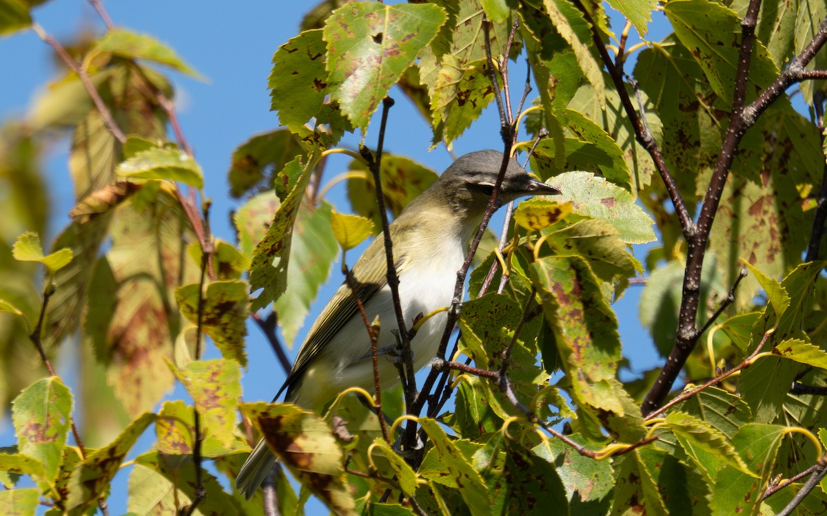 Vireo begigorria - ML643676676
