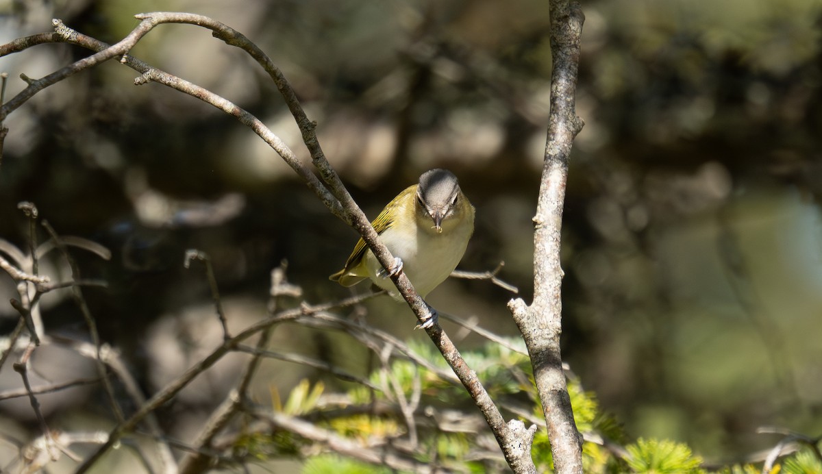 Vireo begigorria - ML643676677